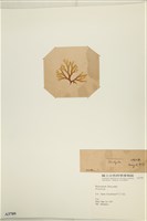 登錄號:A00003709藏品圖，第3張