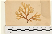 登錄號:A00003709藏品圖，第1張