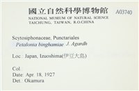 葉苔, 小海帶藏品圖，第2張