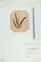 葉苔, 小海帶藏品圖，第3張