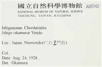 石牙藻, 石牙菜, 鐵釘菜藏品圖，第2張