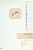 石牙藻, 石牙菜, 鐵釘菜藏品圖，第3張