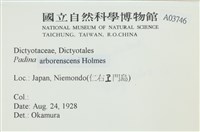 樹狀團扇藻藏品圖，第2張