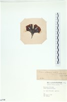 樹狀團扇藻藏品圖，第3張