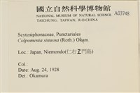袋苔, 囊藻藏品圖，第2張