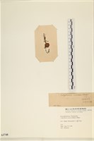 袋苔, 囊藻藏品圖，第3張
