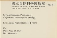 袋苔, 囊藻藏品圖，第2張