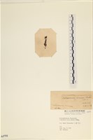 袋苔, 囊藻藏品圖，第3張
