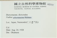 樹狀團扇藻藏品圖，第2張