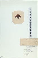 樹狀團扇藻藏品圖，第3張