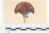 樹狀團扇藻藏品圖，第1張