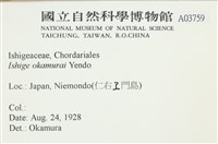 石牙藻, 石牙菜, 鐵釘菜藏品圖，第2張