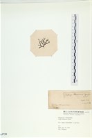 石牙藻, 石牙菜, 鐵釘菜藏品圖，第3張