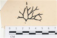 石牙藻, 石牙菜, 鐵釘菜藏品圖，第1張