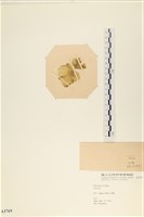 登錄號:A00003769藏品圖，第3張