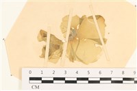 登錄號:A00003769藏品圖，第1張