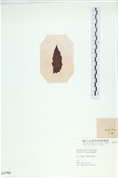 登錄號:A00003784藏品圖，第3張