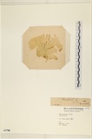 登錄號:A00003788藏品圖，第3張