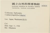 水松, 松藻藏品圖，第2張