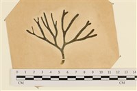 水松, 松藻藏品圖，第1張