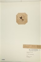 登錄號:A00003836藏品圖，第3張