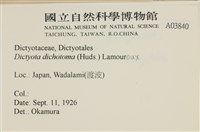 網目藻藏品圖，第2張