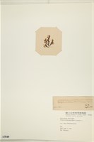 網目藻藏品圖，第3張