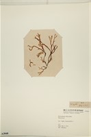 登錄號:A00003848藏品圖，第3張