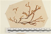 登錄號:A00003848藏品圖，第1張