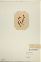 登錄號:A00003849藏品圖，第3張