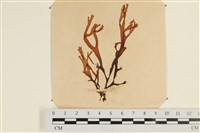 登錄號:A00003849藏品圖，第1張