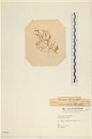 登錄號:A00003856藏品圖，第1張