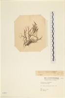 登錄號:A00003857藏品圖，第1張