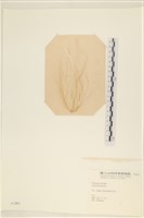 登錄號:A00003861藏品圖，第1張
