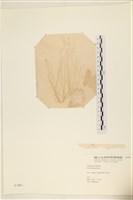 登錄號:A00003863藏品圖，第1張