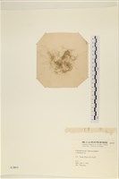 登錄號:A00003864藏品圖，第1張