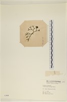 水松, 松藻藏品圖，第3張