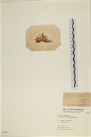 登錄號:A00003871藏品圖，第3張