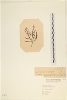 登錄號:A00003874藏品圖，第3張