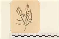 登錄號:A00003874藏品圖，第1張