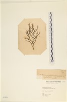 登錄號:A00003878藏品圖，第3張