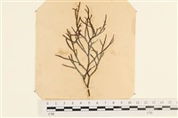 登錄號:A00003878藏品圖，第1張