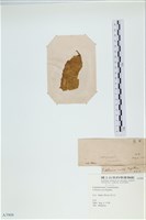 登錄號:A00003909藏品圖，第3張