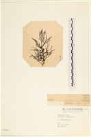 登錄號:A00003911藏品圖，第3張