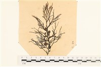 登錄號:A00003911藏品圖，第1張