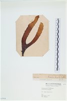 登錄號:A00003918藏品圖，第3張