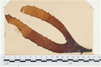 登錄號:A00003918藏品圖，第1張