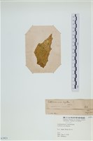 登錄號:A00003921藏品圖，第3張