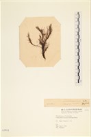 登錄號:A00003931藏品圖，第3張