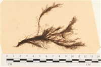 登錄號:A00003931藏品圖，第1張